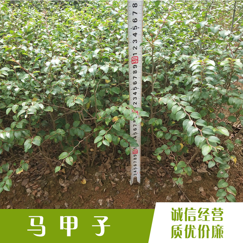 鐵籬笆苗供應(yīng)商  江西馬甲子苗價(jià)格  馬甲子苗批發(fā)電話