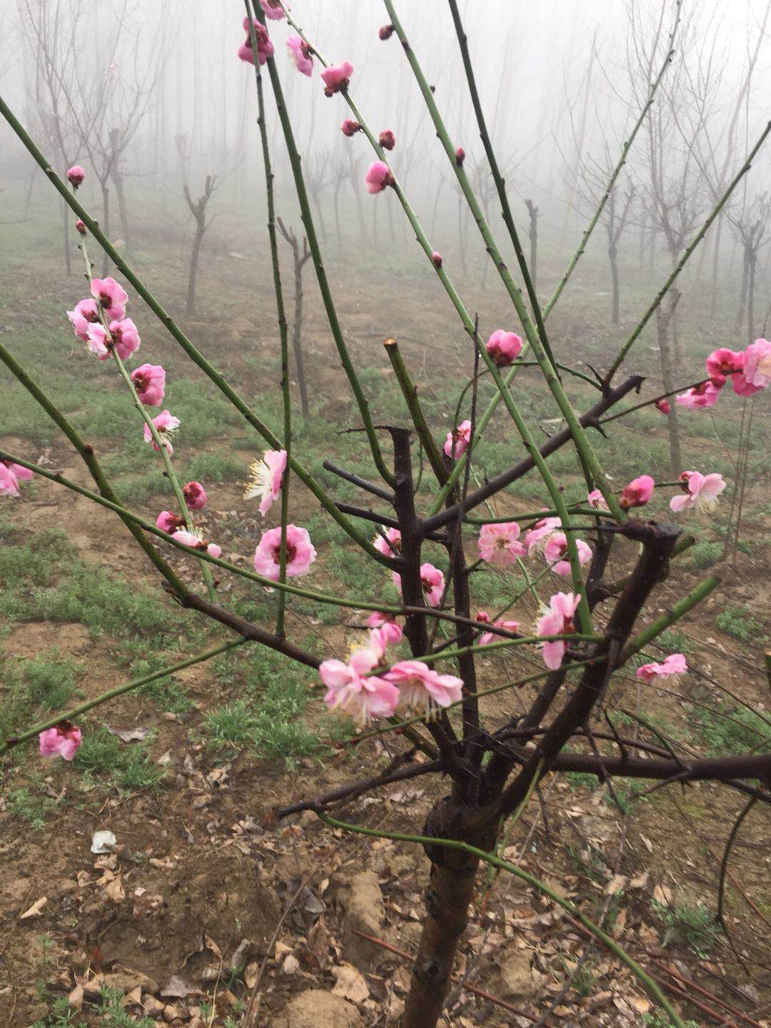 河南鄢陵紅梅直銷價格