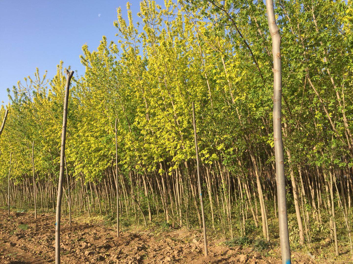 河南金葉復(fù)葉槭種植基地直銷