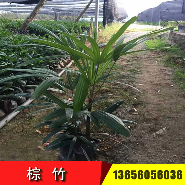 棕竹生產(chǎn)地批發(fā)價格 福建漳州棕竹報(bào)價出售 熱帶棕櫚棕竹