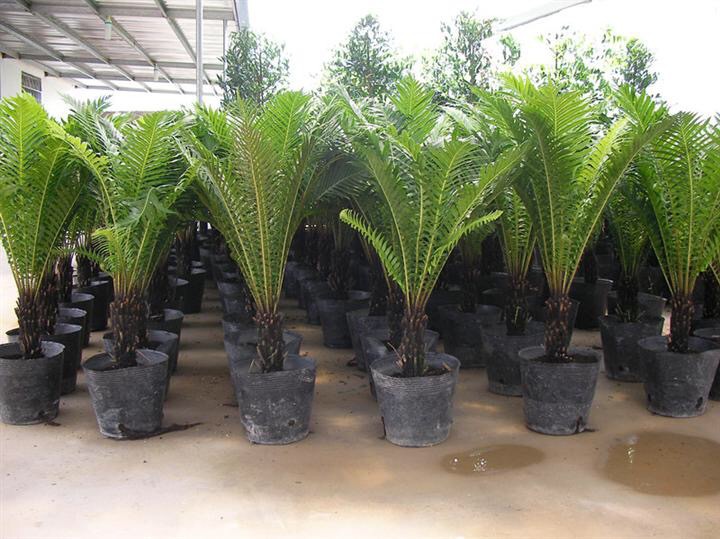 園藝批發(fā)優(yōu)質(zhì)黑色營養(yǎng)杯 育苗杯 營養(yǎng)缽加厚黑色營養(yǎng)缽