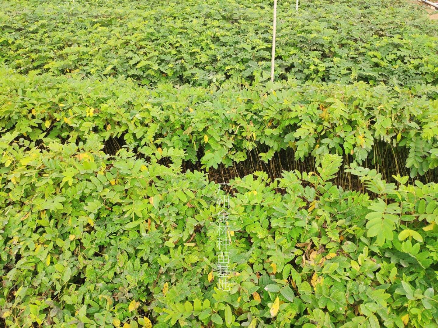 供應 花旗木種苗 10-70cm 廣東種苗基地直銷 花旗木苗泰國櫻花種苗