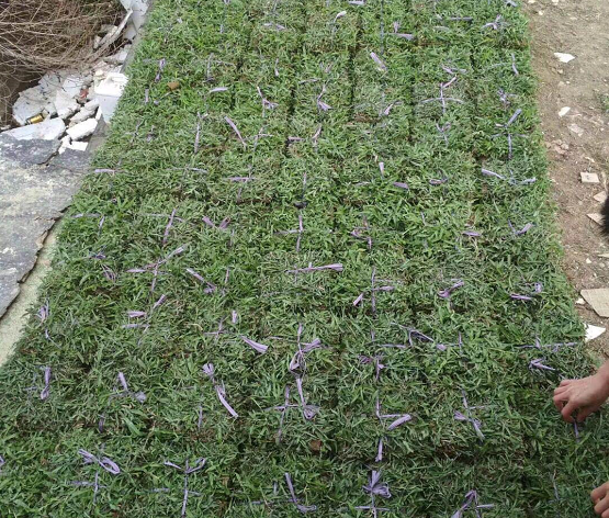 廣東大葉油草皮廠家 如何種植大葉油草草皮？