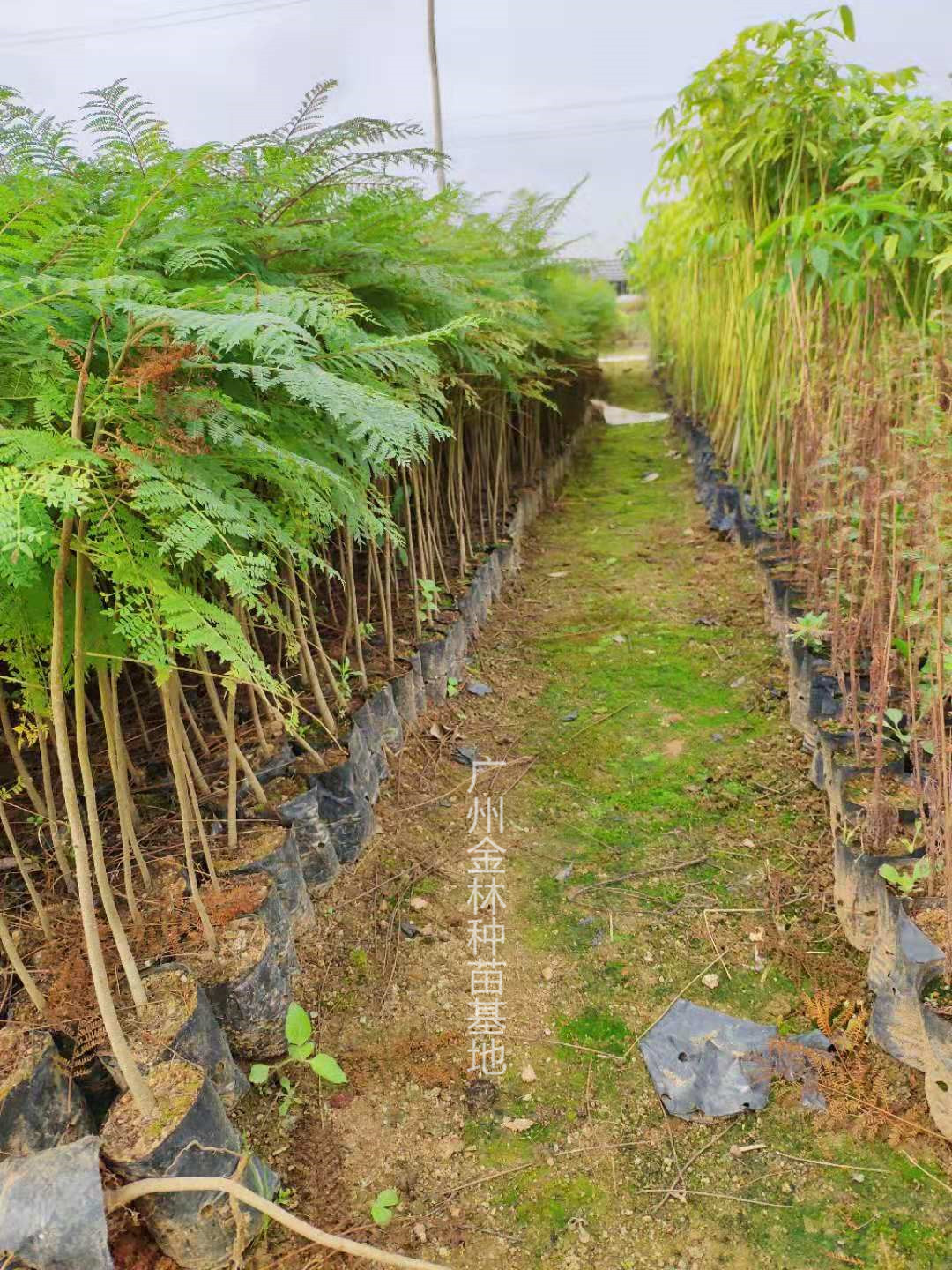 供應(yīng) 藍(lán)花楹種苗10-100公分高 廣東藍(lán)花楹種苗基地直銷(xiāo) 藍(lán)花楹種苗