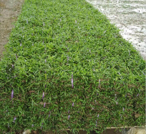 廣東大葉油草皮廠家 如何種植大葉油草草皮？
