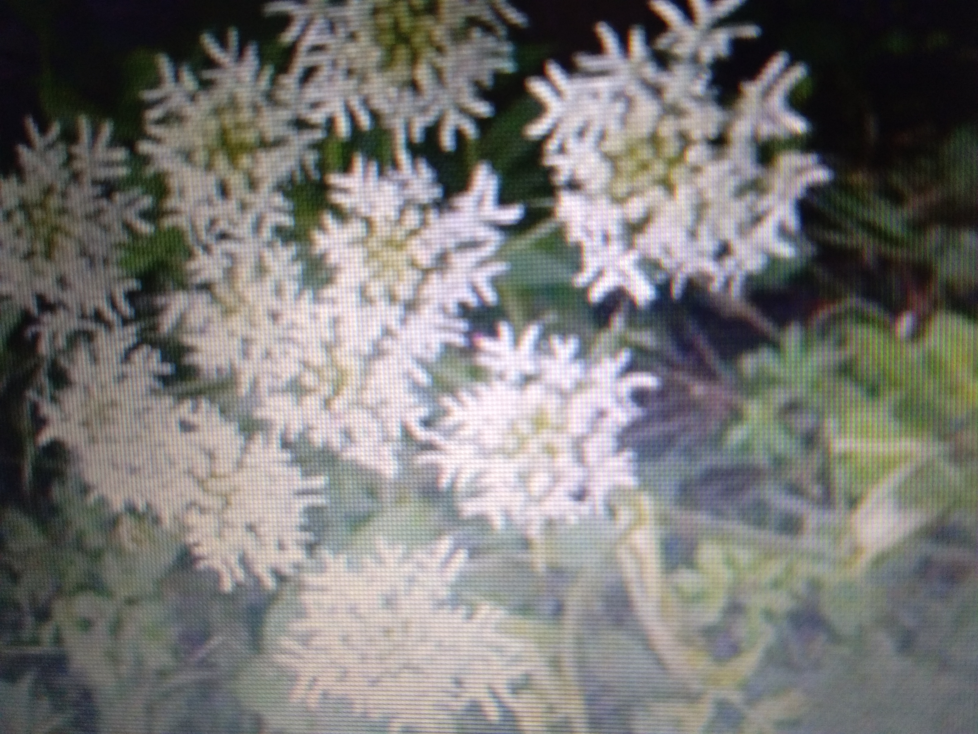 菊花苗種植方法