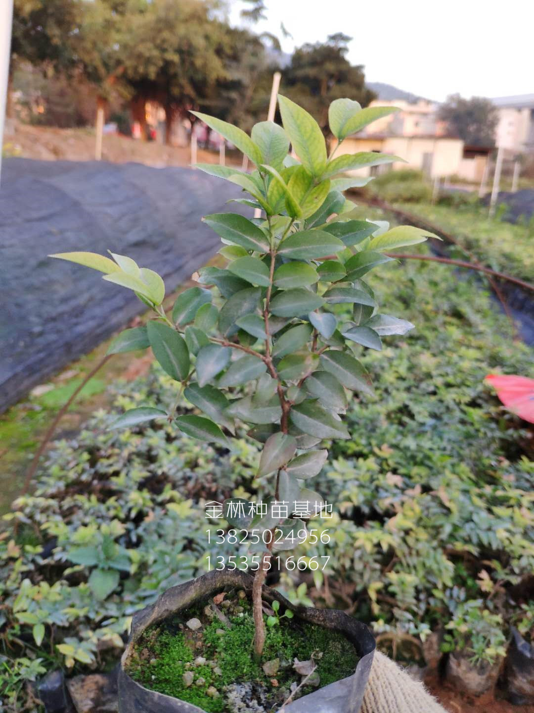 臺灣10-50公分高艾斯卡嘉寶果（樹葡萄）種苗小樹苗批發(fā)