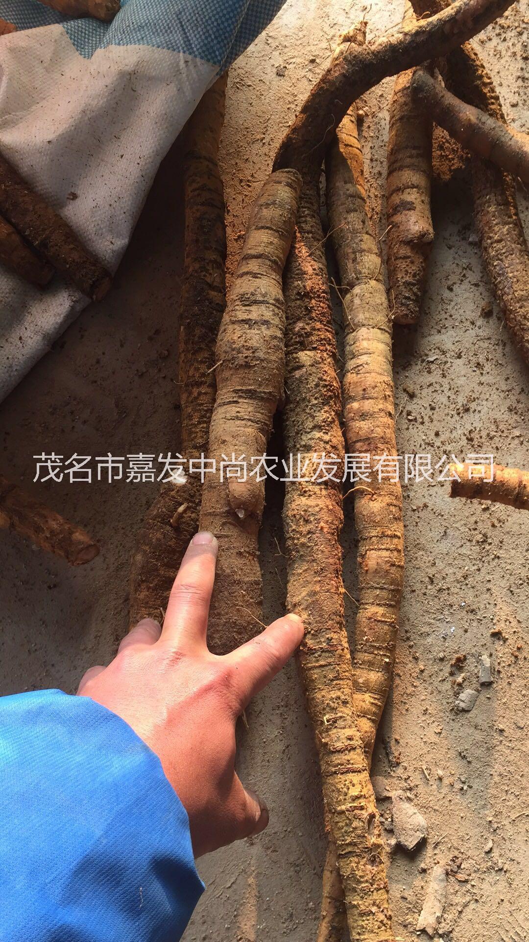 牛大力 牛大力（大牛） 新鮮牛大力 新鮮牛大力（大牛）