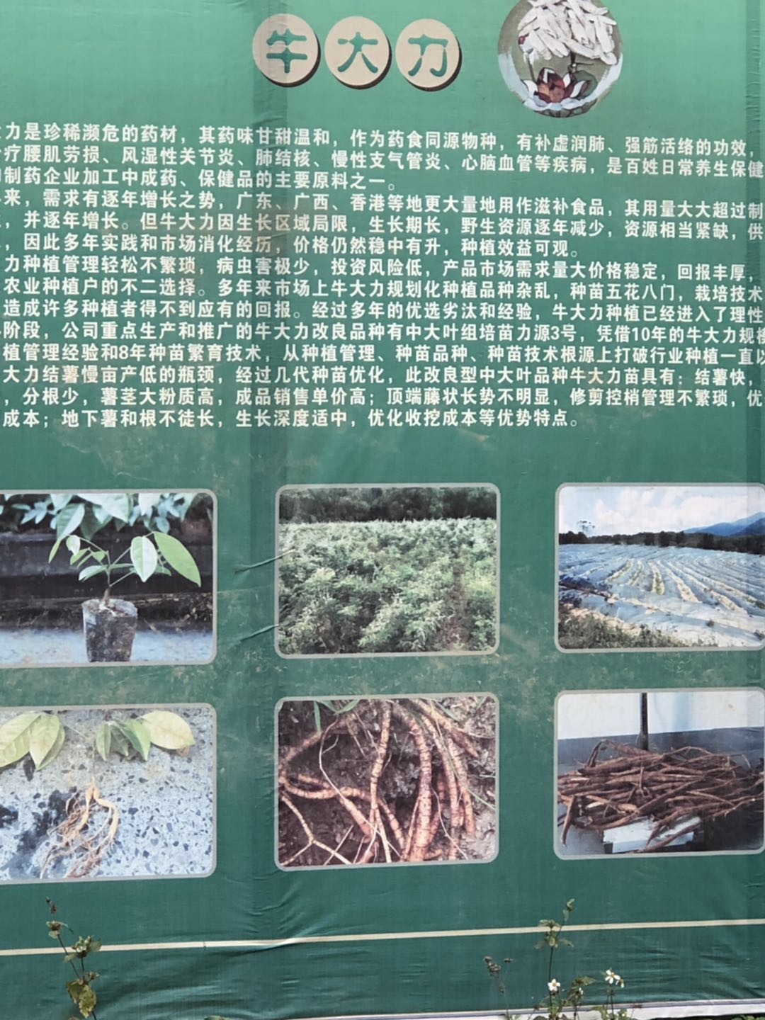 *牛大力結(jié)薯苗種植基地批發(fā)報(bào)價(jià) *中大葉牛大力結(jié)薯苗價(jià)格