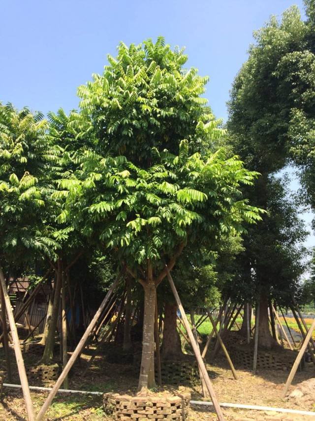 廣西仁面子基地直銷 仁面子的繁殖方法