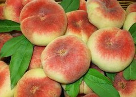 風(fēng)味天后--晚熟油蟠桃，蟠桃樹苗，蟠桃品種，優(yōu)質(zhì)蟠桃