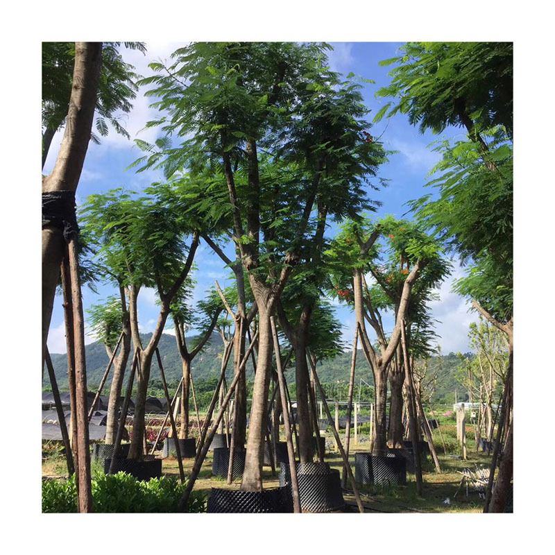 福建優(yōu)質(zhì)鳳凰木基地直銷  鳳凰木什么時(shí)候開(kāi)花