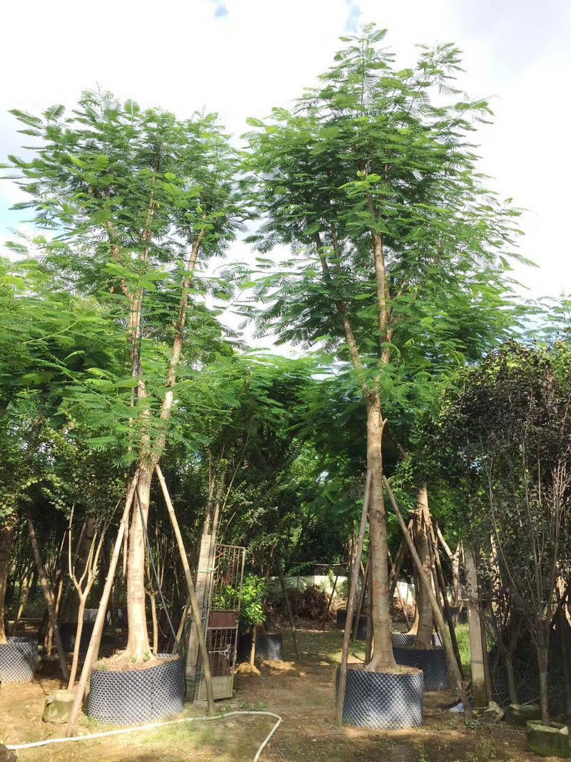 福建優(yōu)質(zhì)鳳凰木基地直銷  鳳凰木什么時(shí)候開(kāi)花