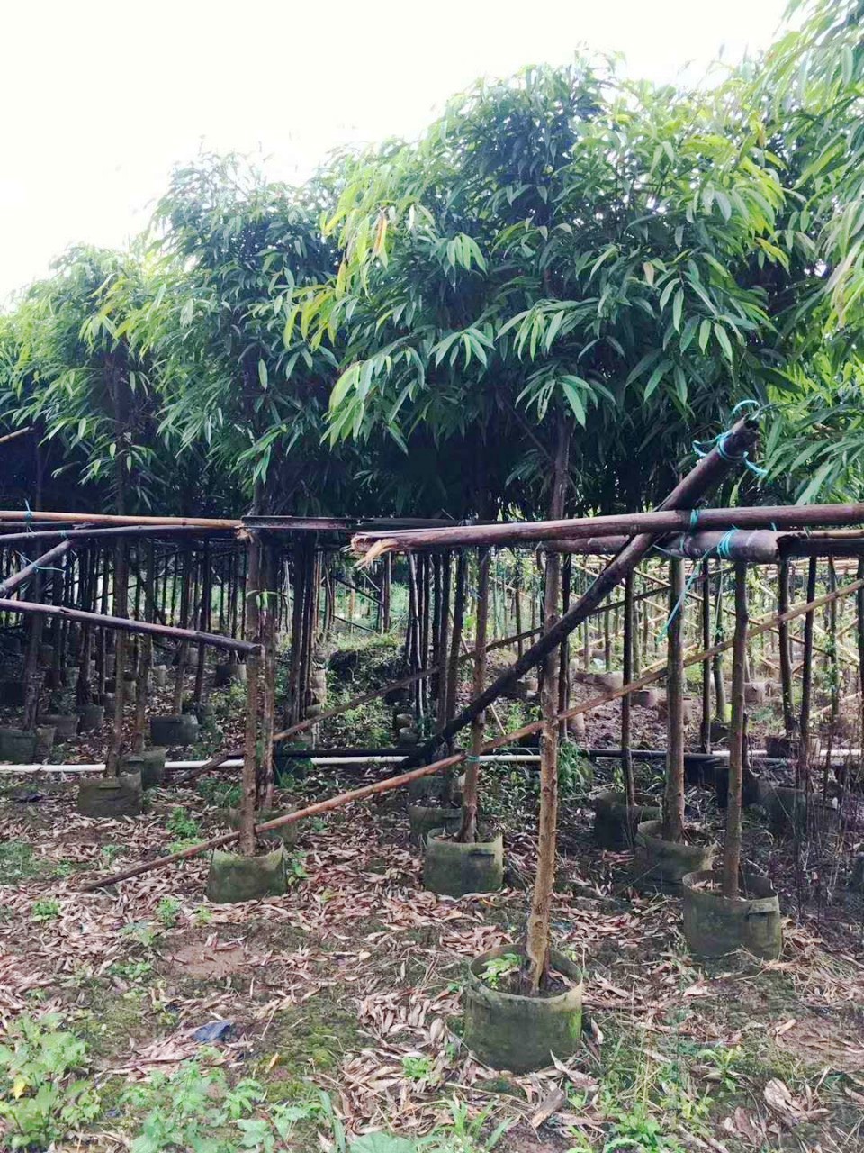廣西優(yōu)質(zhì)長葉榕基地直銷  長葉榕的主要價(jià)值