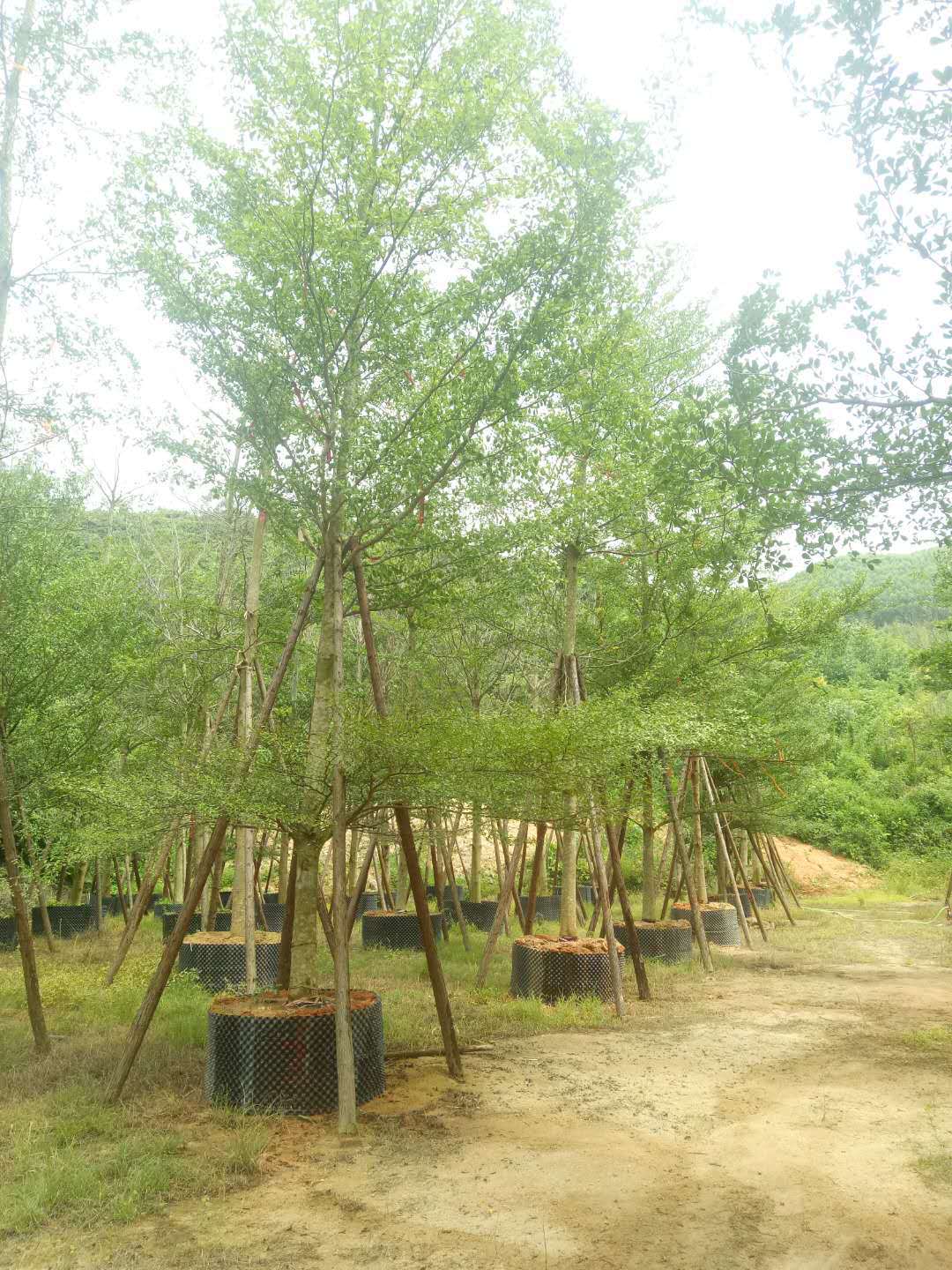 優(yōu)質(zhì)細(xì)葉欖仁基地直銷 細(xì)葉欖仁的主要價(jià)值