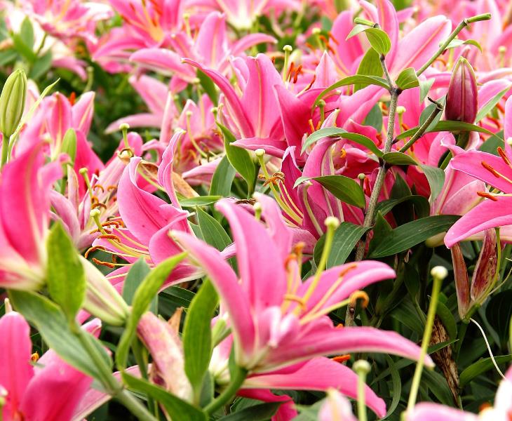 龍牙百合球莖大量種植中