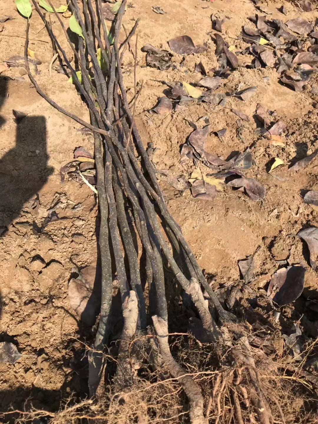 王林 王林批發(fā) 王林報(bào)價(jià) 河北王林