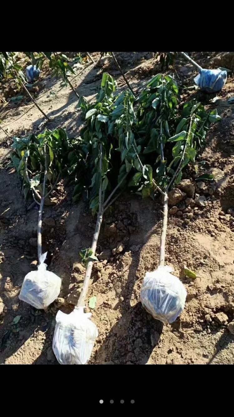 黃香蕉 黃香蕉批發(fā) 黃香蕉報(bào)價(jià) 河北黃香蕉