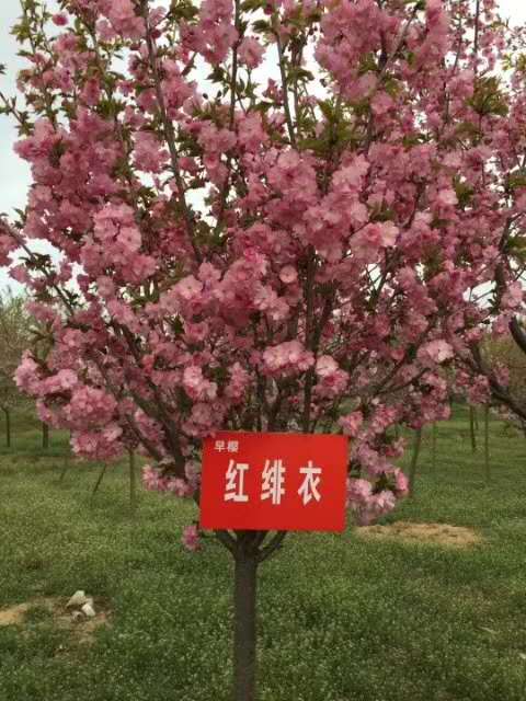 山東品種櫻花基地-山東青島品種櫻花/廠家批發(fā)價(jià)格報(bào)價(jià)供應(yīng)商