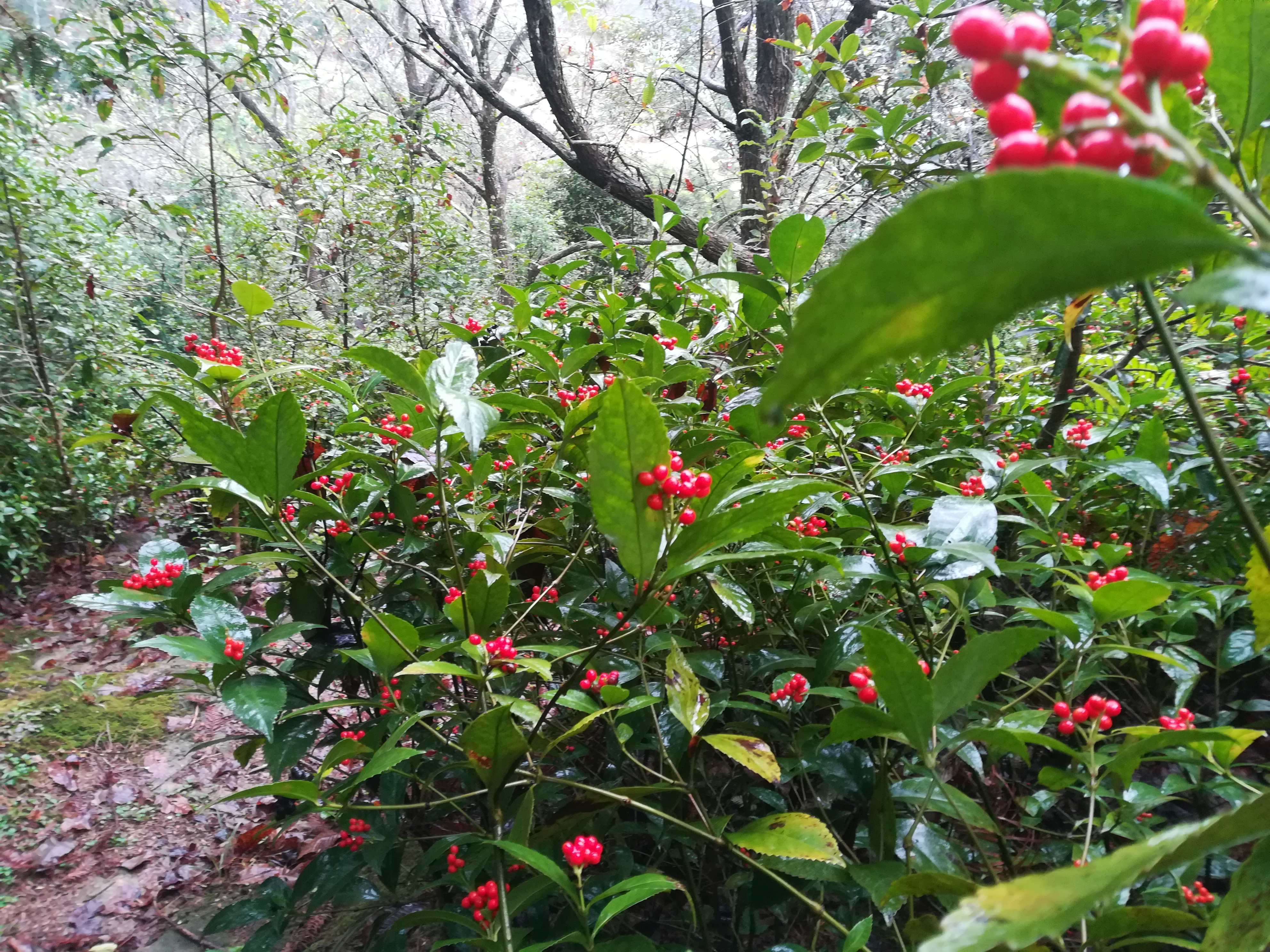 廣西農(nóng)家草珊瑚種子 草珊瑚育苗批發(fā)價(jià)格 草珊瑚苗圃種植基地