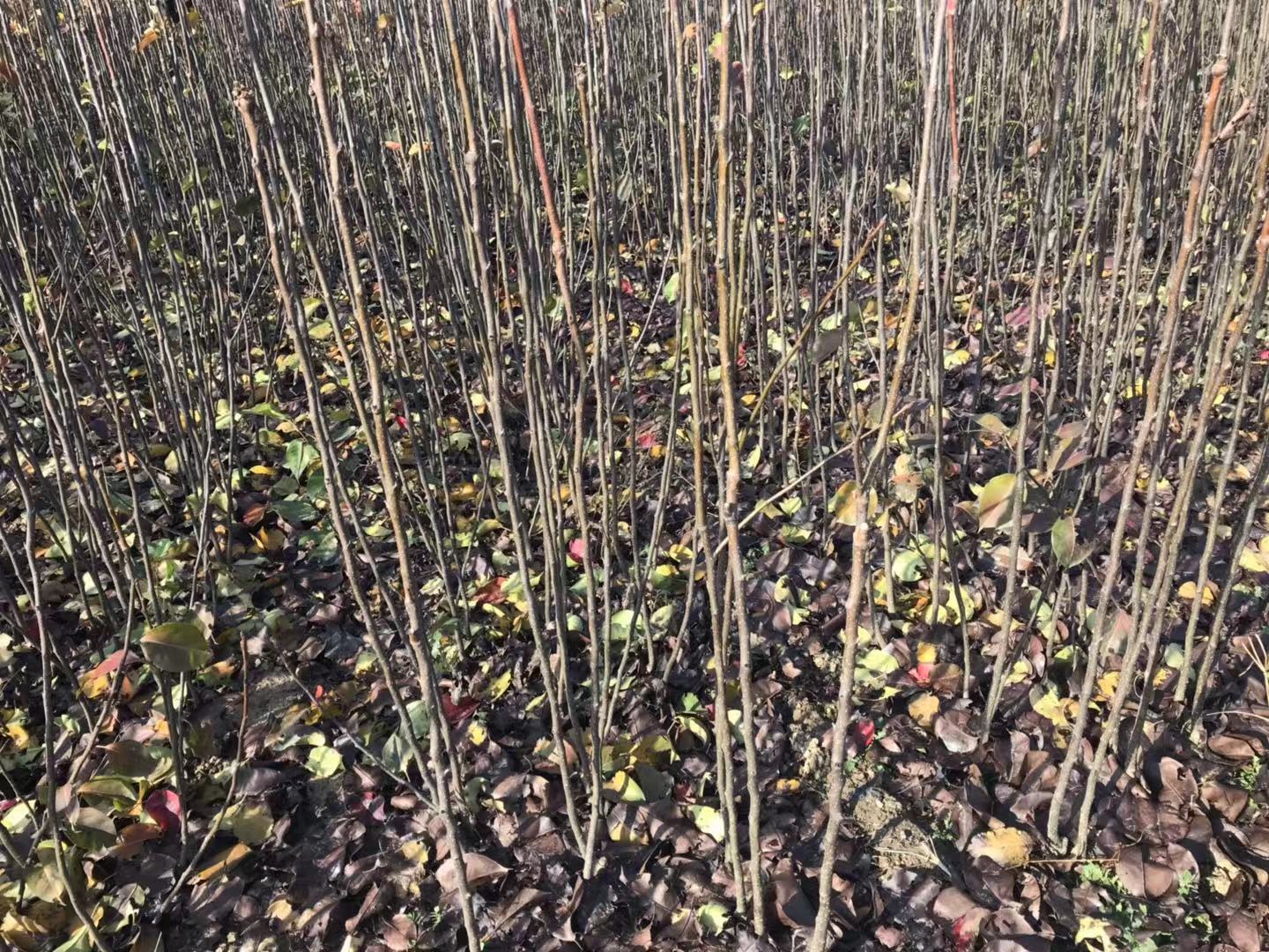 王林 王林批發(fā) 王林報(bào)價(jià) 河北王林