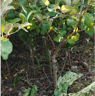 廣西青棗苗報價 廣西青棗苗批發(fā) 廣西青棗苗種植基地 廣西青棗苗 廣西青棗苗