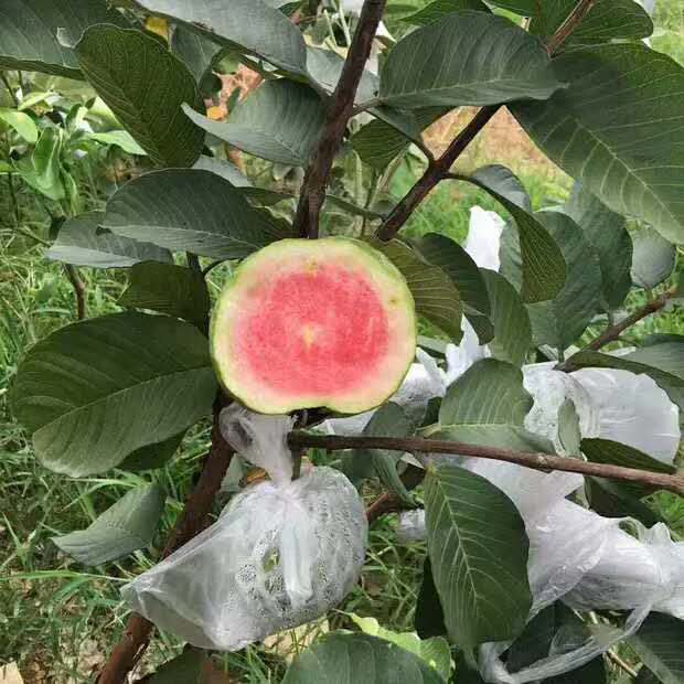 廣西番石榴報(bào)價(jià) 廣西番石榴苗 廣西番石榴苗木批發(fā) 廣西番石榴苗種植基地