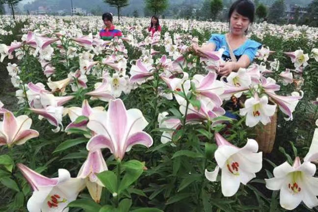 龍牙百合球莖大量種植中