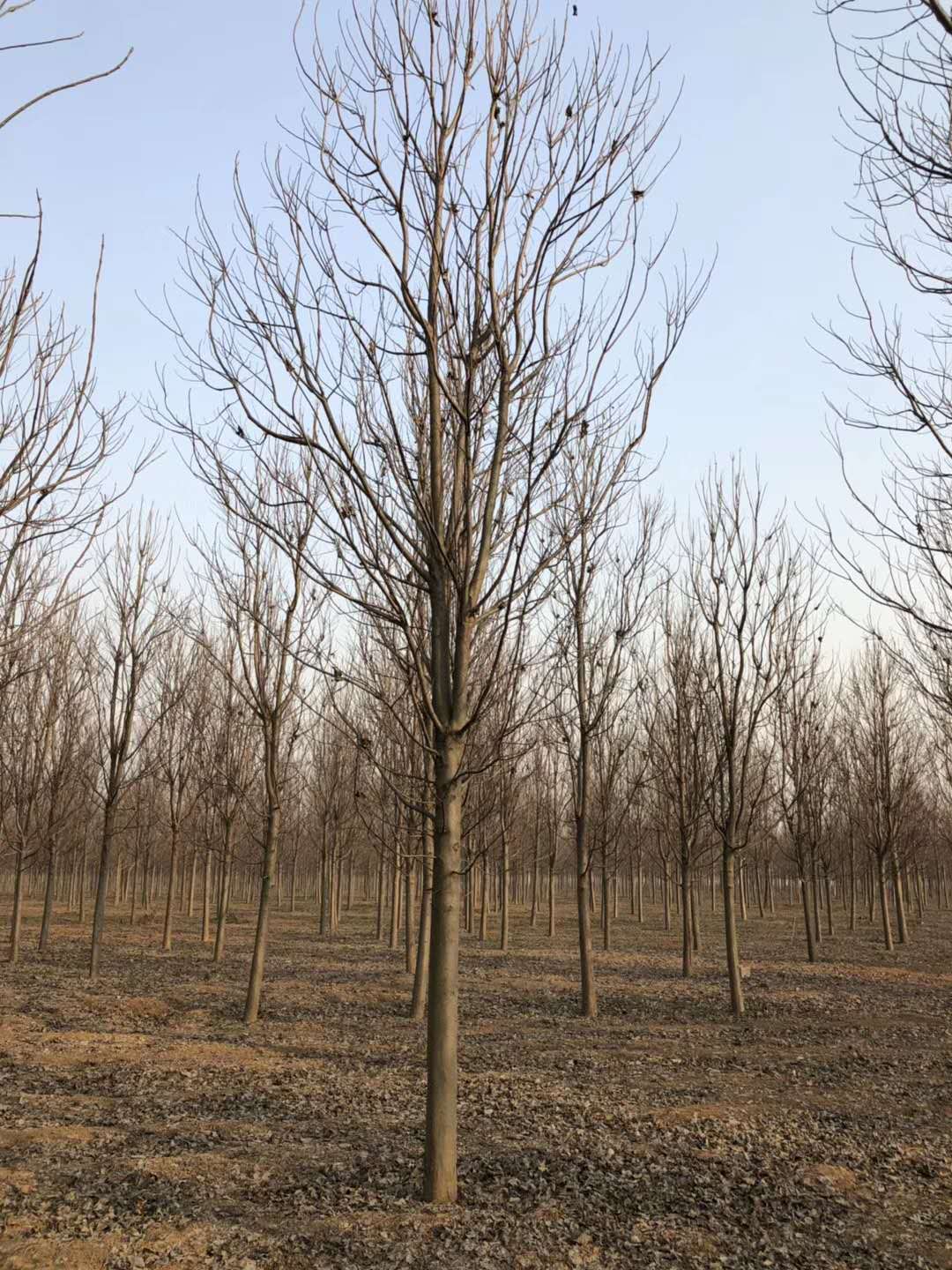 河南楸樹基地哪一家更好