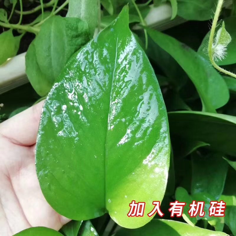 農(nóng)用有機(jī)硅增效劑 *助劑 提高藥效肥效