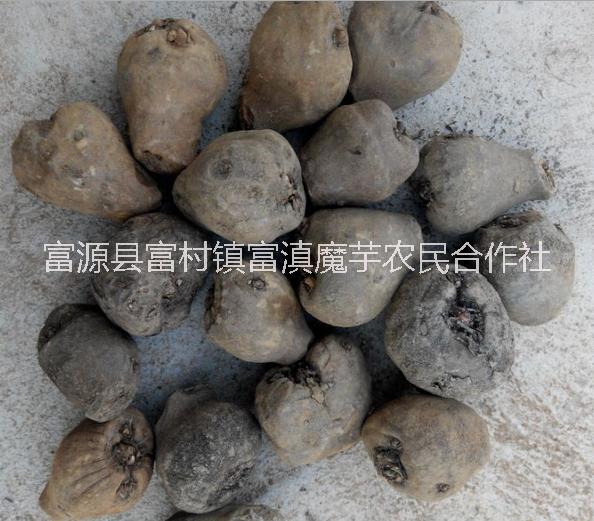 魔芋種子批發(fā)價(jià)格、魔芋種子多少錢一斤、云南魔芋基地在哪、魔芋種子銷售、云南哪里有魔芋種子賣、云南魔芋交易市場(chǎng)、魔芋種子