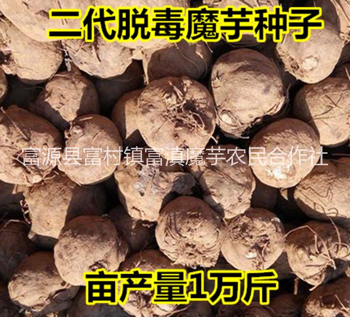 魔芋種子公司 專業(yè)批發(fā)優(yōu)質(zhì)脫毒 高產(chǎn)抗病魔芋種子