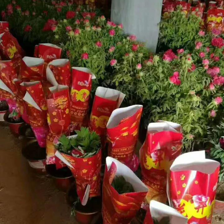 鮮花牡丹盆栽、室內(nèi)觀賞牡丹、春節(jié)催花牡丹