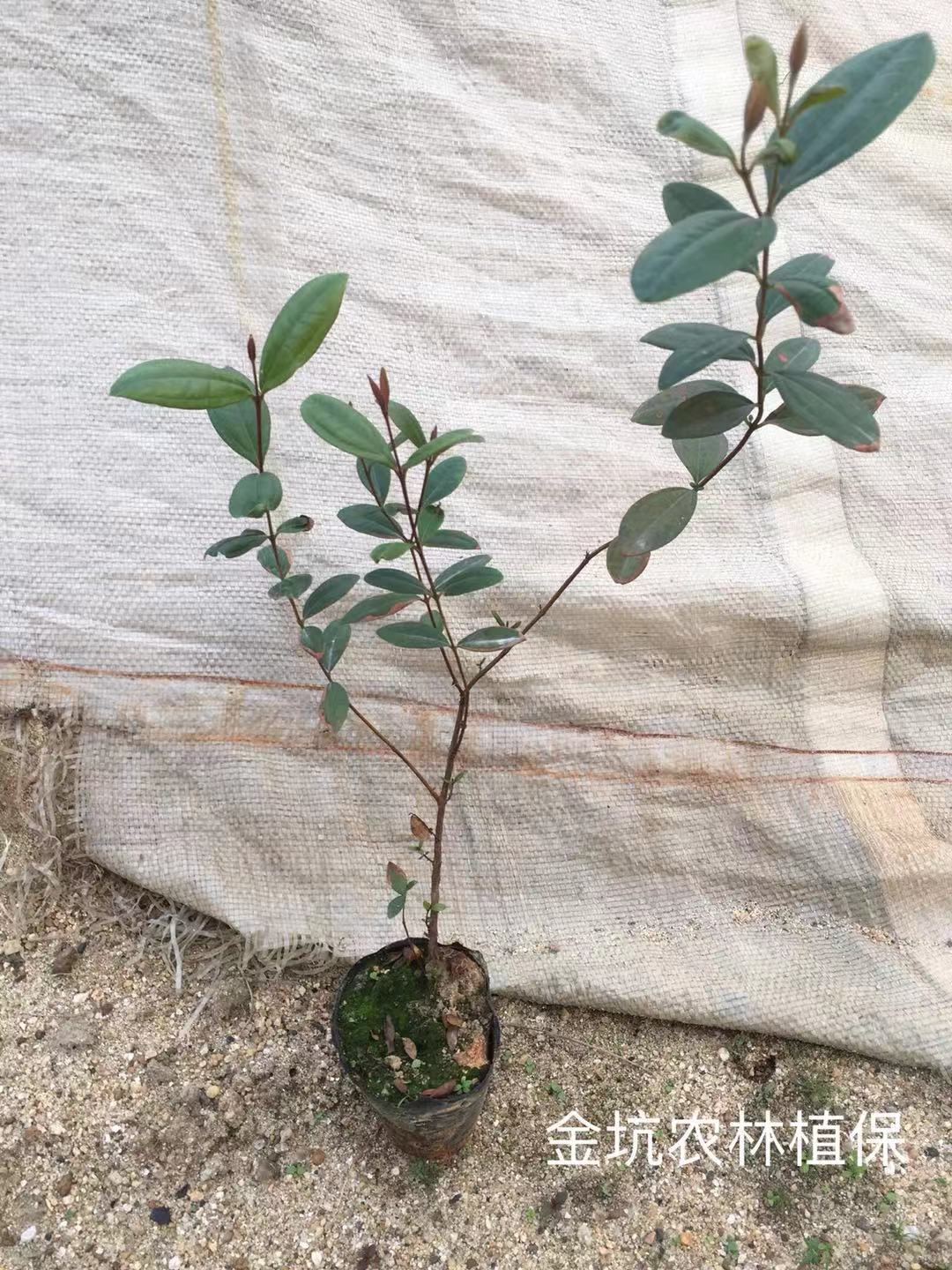 山稔子苗特價