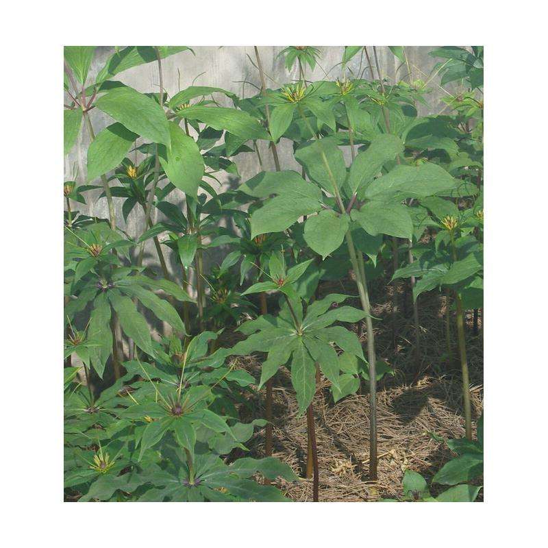 出售四川重樓苗 福建多芽重樓苗批發(fā) 云南滇重樓苗價格 江西華重樓苗 云南重樓苗 出售四川重樓苗