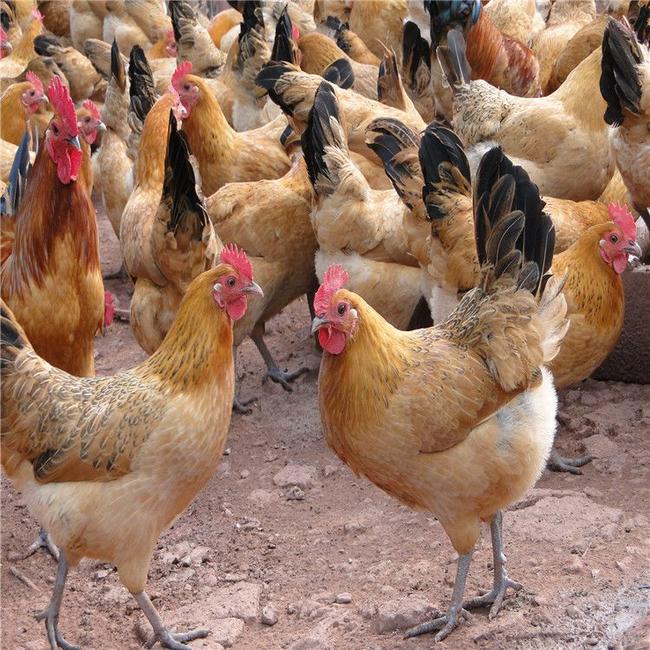 土雞苗供應(yīng)||土雞苗價格||土雞土雞苗||散養(yǎng)土雞雞苗||青腳土雞苗