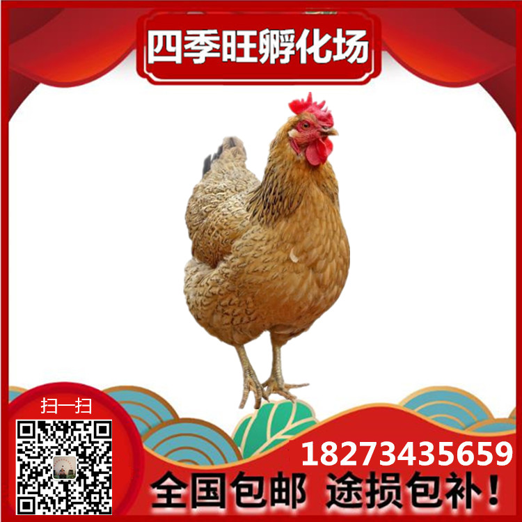 麻雞土雞苗||青腳土雞雞苗||黑腳土雞雞苗||草雞土雞苗||散養(yǎng)土雞雞苗||湖南孵化場