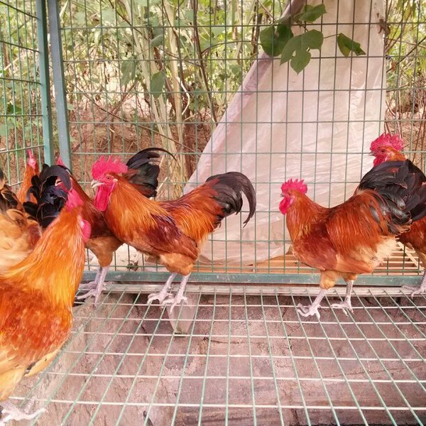 皖南土雞苗||優(yōu)質(zhì)土雞苗||云南土雞苗||脫溫土雞苗||紅羽土雞苗||青腳土雞雞苗