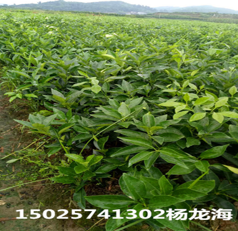 紐荷爾臍橙苗 紐荷爾臍橙苗生產(chǎn)廠(chǎng)家 紐荷爾臍橙苗哪家好 紐荷爾臍橙苗供應(yīng)商