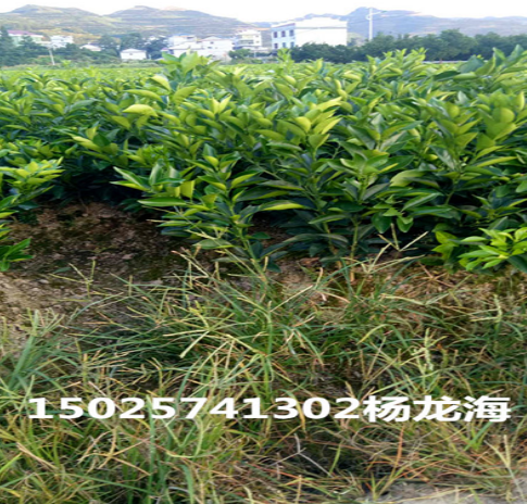 臍橙苗供應臍橙苗生產(chǎn)廠家 臍橙苗哪家好  臍橙苗直銷 臍橙苗報價