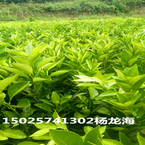 倫晚臍橙苗基地一角 倫晚臍橙苗基地生產(chǎn)廠家 倫晚臍橙苗基地那家好 倫晚臍橙苗基地供應(yīng)商