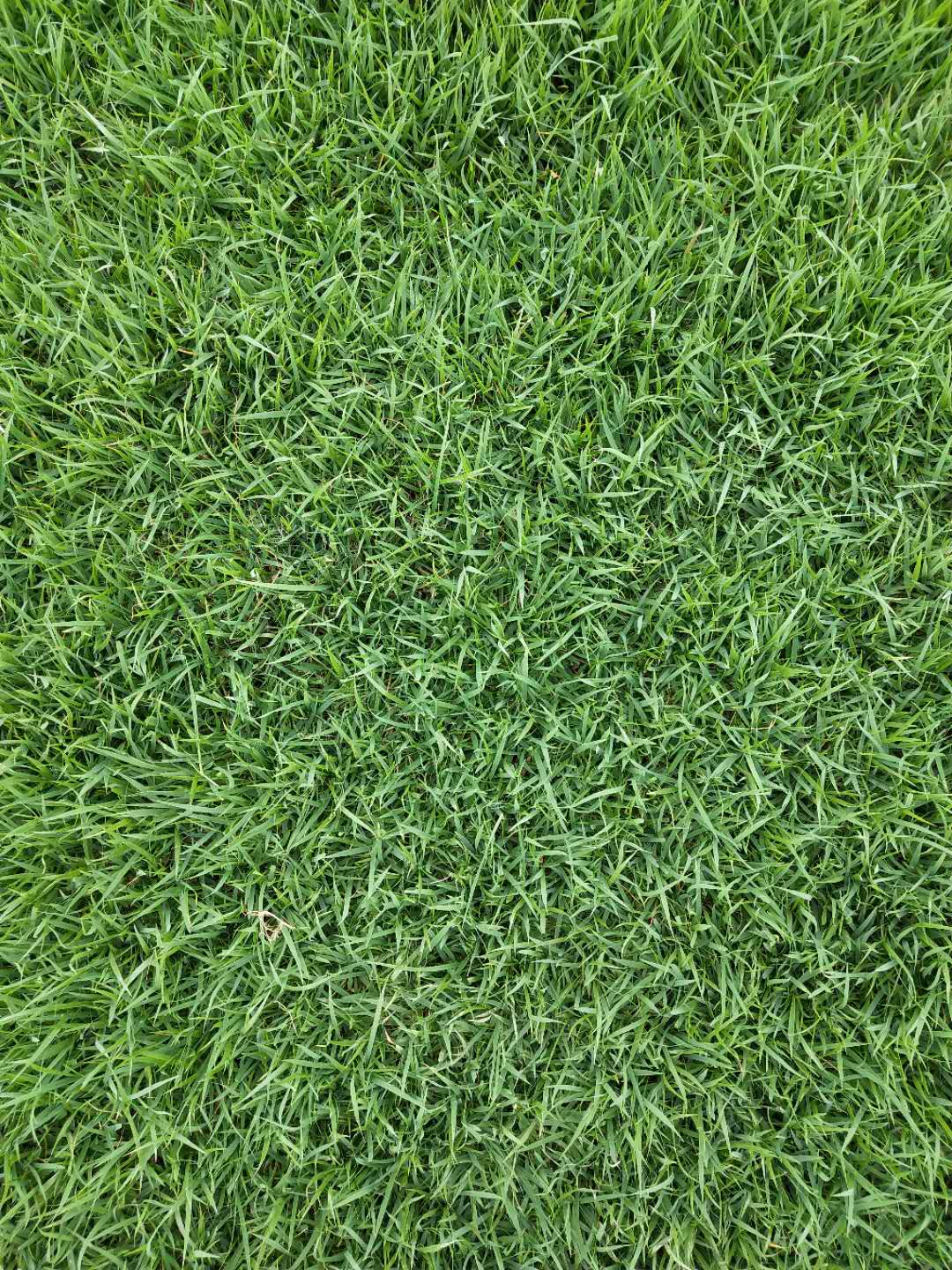 供應廣東中華結(jié)縷草-中華結(jié)縷草種植基地-中華結(jié)縷草批發(fā)價格- 中華結(jié)縷草