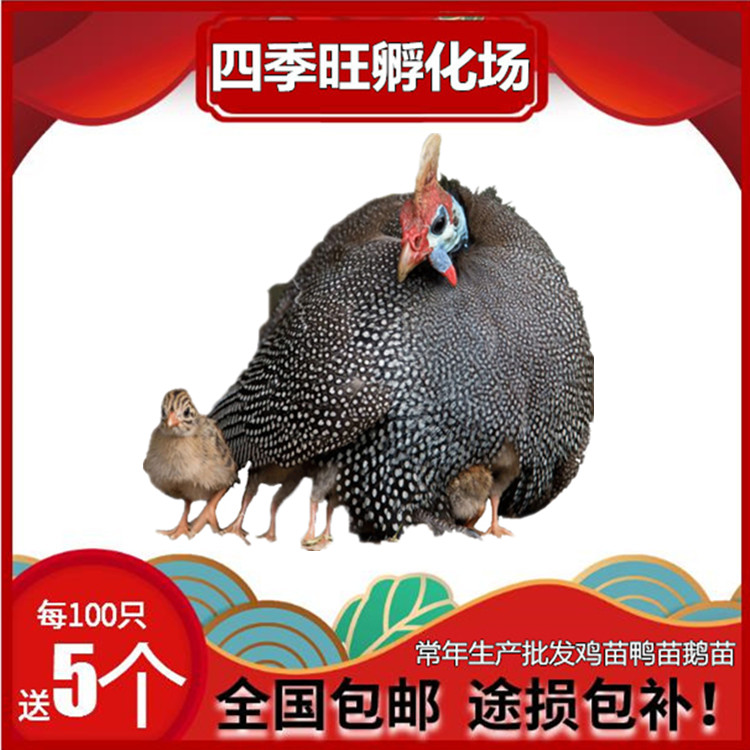 火雞苗批發(fā)||珍*苗||貴妃雞苗||湖南土雞苗出售