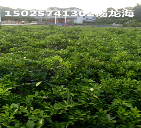 臍橙苗批發(fā) 臍橙苗生產(chǎn)廠家 臍橙苗哪家好 臍橙苗供應(yīng)商 臍橙苗報(bào)價(jià)