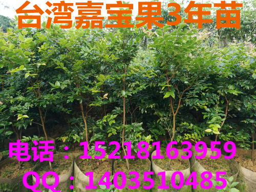 云南嘉寶果樹苗、云南四季嘉寶果樹苗價(jià)格、云南早生嘉寶果樹苗批發(fā)