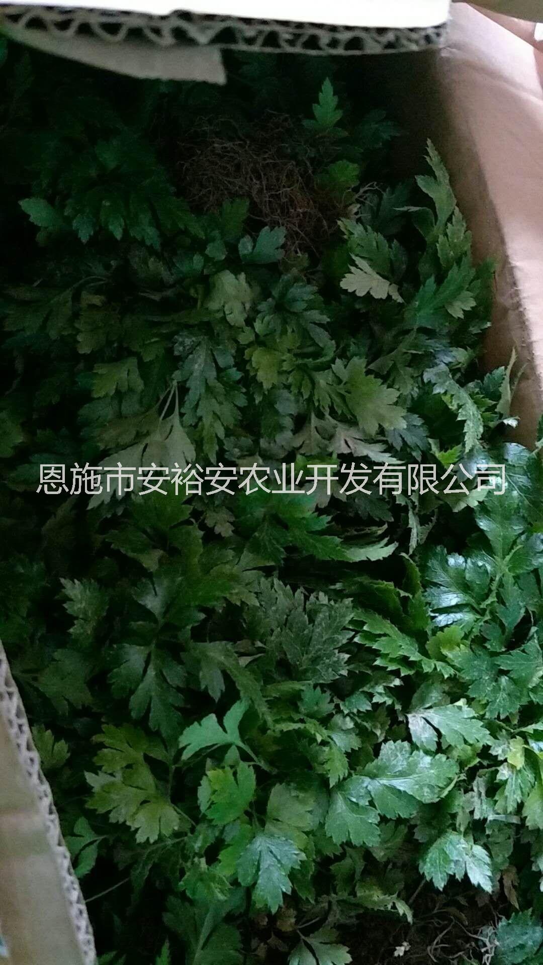 供應(yīng)湖北鄂西黃連種苗中藥材黃連苗子移栽苗