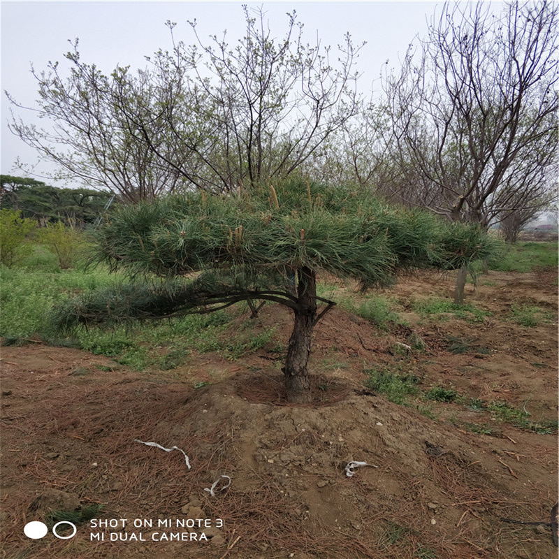 造型油松暢購無憂好貨價低造型油松基地造型油松