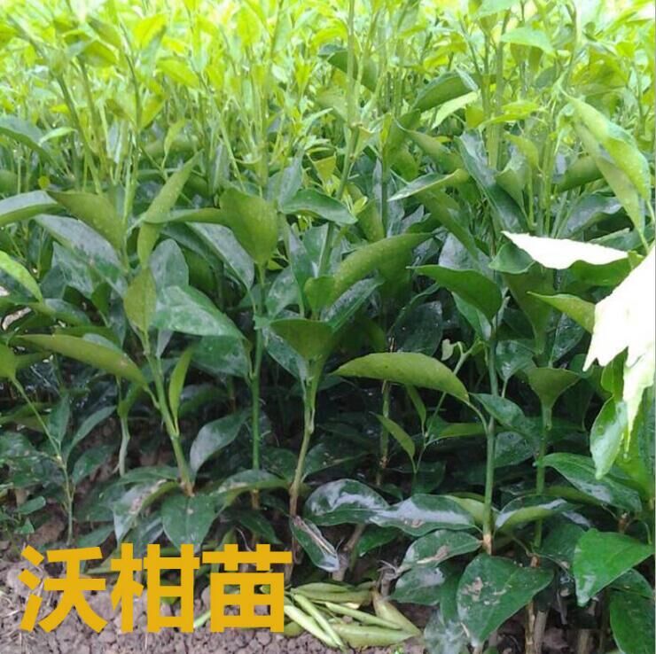 沃柑樹苗-優(yōu)質(zhì)新品種沃柑苗-沃柑杯苗高成活率-晚熟果樹苗批發(fā)