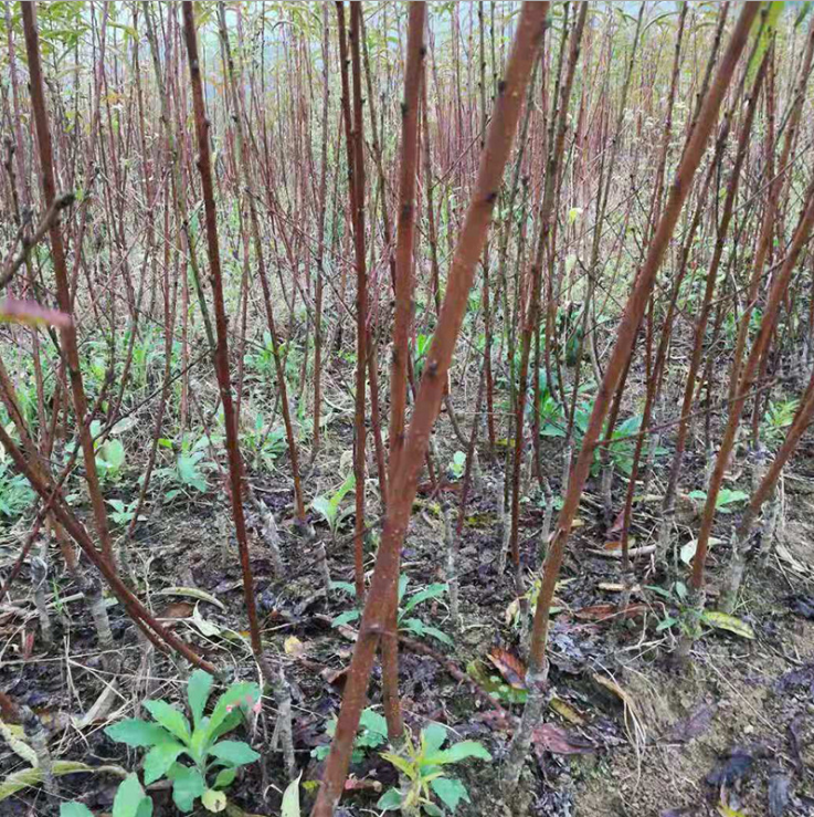 廣西茂谷柑苗-2018優(yōu)質(zhì)*高純度茂谷柑苗存活率高果樹苗基地批發(fā)/廠家價格 廣西桃花樹苗