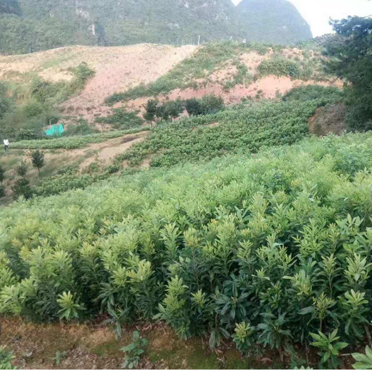 東槐楊梅 廣西苗圃基地金新苗圃花木場經(jīng)營果苗東槐楊梅產(chǎn)地/廠家批發(fā)價格報價